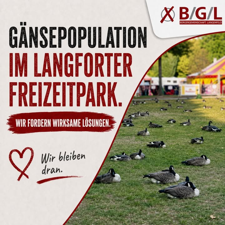 Gänsepopulation im Langforter Freizeitpark