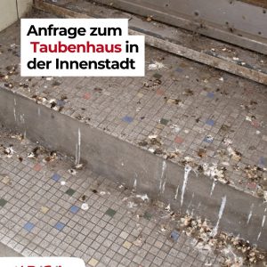 Anfrage zum Taubenhaus in der Innenstadt